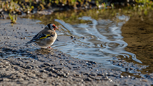 chardonneret élégant