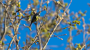 mésange bleue