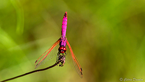 libellule Trithemis Annulata