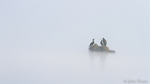 Cormorans et Hérons