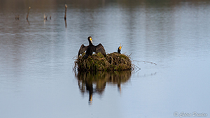 Cormorans